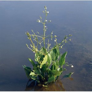 Žabník obyčajný (Alisma plantago-aquatica) - výška 10-20 cm, kont. P9